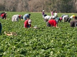 Se amplía hasta el 14 de febrero el plazo de ingreso de las cuotas por inactividad de los meses de enero a abril de 2019 para los trabajadores agrarios por cuenta ajena